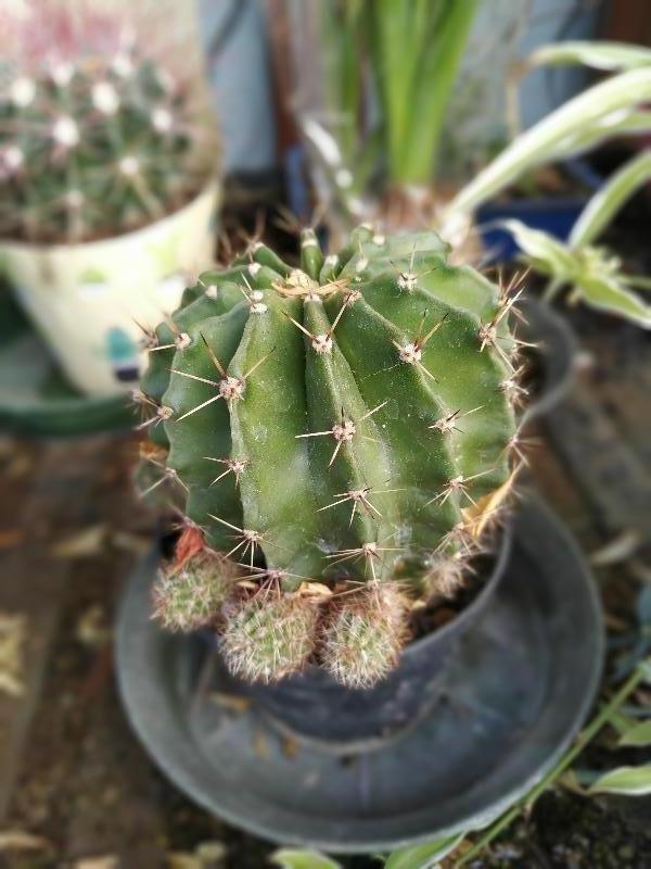 Echinopsis Oxygena .jpg